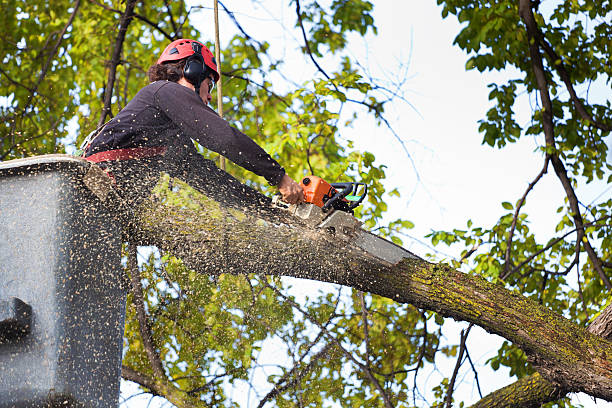 Tree and Shrub Care in Towanda, KS