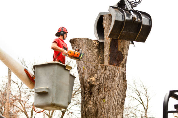 Best Stump Grinding and Removal  in Towanda, KS